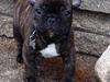 Fransk bulldog Conrad