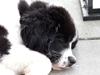 Landseer Molly