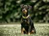Blanding af racer Soko [ Himmelhund]
