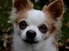 Chihuahua Viktor