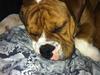 Olde english bulldogge Ludvig