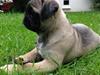 Mops ruth