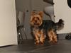 Yorkshire terrier Nemo