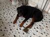 Rottweiler Futte [ Himmelhund]