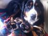 Berner sennenhund Maddie