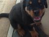 Rottweiler Yatzy