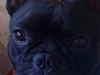 Fransk bulldog Kato