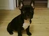 Fransk bulldog Mini
