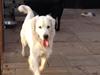 Golden retriever Hubert