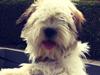 Coton de tulear Penny