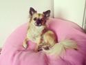 Chihuahua Chanel