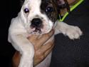 Olde english bulldogge Big Bullys' Bonnie
