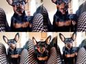 Dvaergpinscher Loui Banudchi