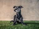 Whippet Dragonwing Breeze (Nanna)