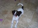 Engelsk springer spaniel Laika