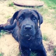 Cane corso Kayla