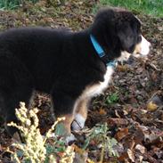 Blanding af racer Charlie