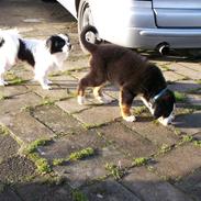 Blanding af racer Charlie