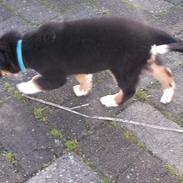 Blanding af racer Charlie