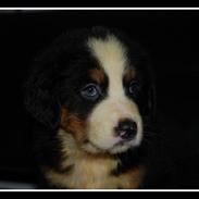 Blanding af racer Charlie