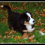 Blanding af racer Charlie