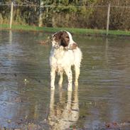 Field Trial spaniel Lucky