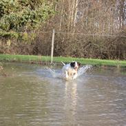Field Trial spaniel Lucky