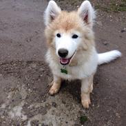 Samojedhund Loui