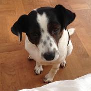 Jack russell terrier Frede