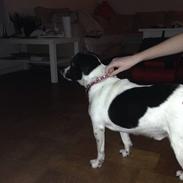 Jack russell terrier Frede