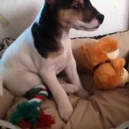 Jack russell terrier Guffe