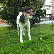 Jack russell terrier Guffe