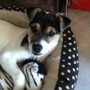 Jack russell terrier Guffe