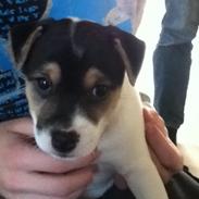 Jack russell terrier Guffe