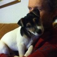 Jack russell terrier Guffe