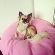 Chihuahua Chanel