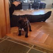 Fransk bulldog Conrad