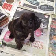 Fransk bulldog Conrad