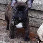 Fransk bulldog Conrad