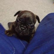 Fransk bulldog Conrad