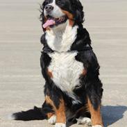 Berner sennenhund VALBORG