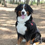 Berner sennenhund VALBORG