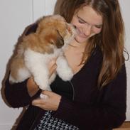 Coton de tulear Dicotone's Buddha