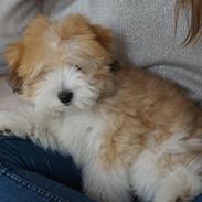 Coton de tulear Dicotone's Buddha