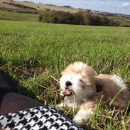 Coton de tulear Dicotone's Buddha