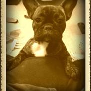 Fransk bulldog Nova