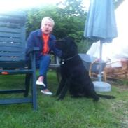 Labrador retriever King