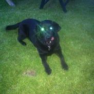 Labrador retriever King