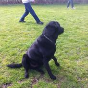 Labrador retriever King