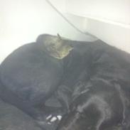 Labrador retriever King
